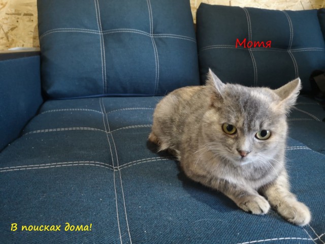 Жизнь домашнего приюта "Котоленд" 310
