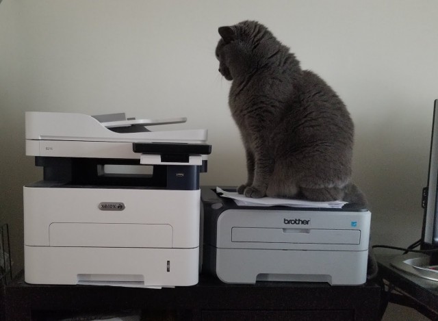 К котовторнику