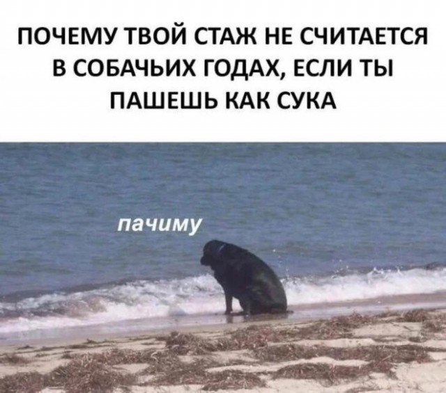Немного баянов вам в ленту