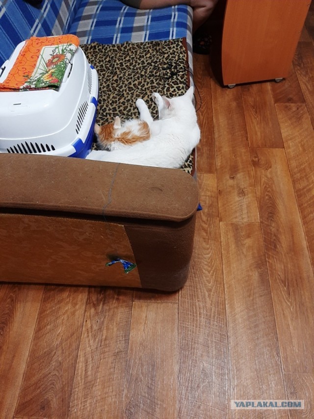 Котовторник. Королева помойки
