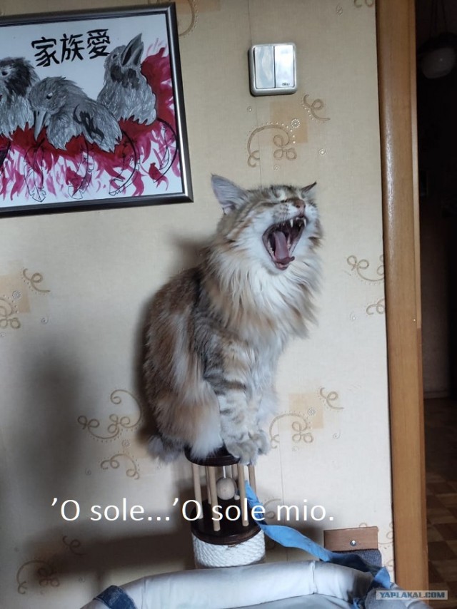 Зверье