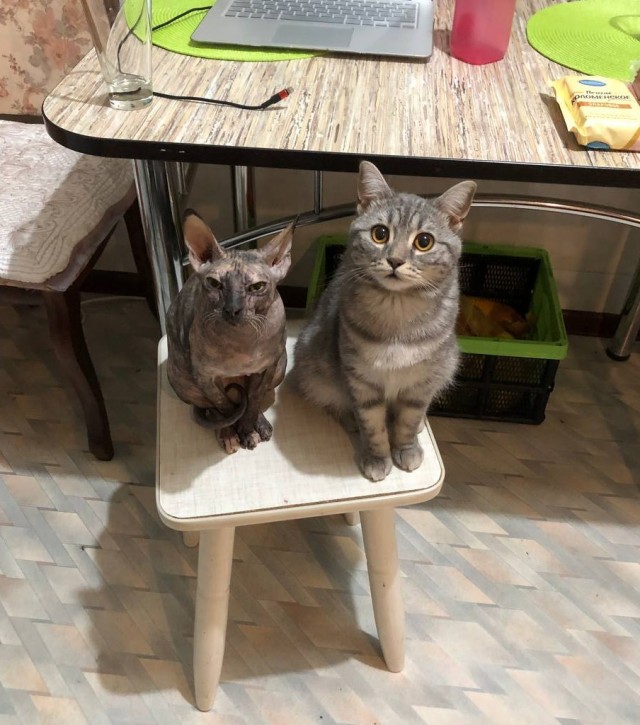 К котовторнику