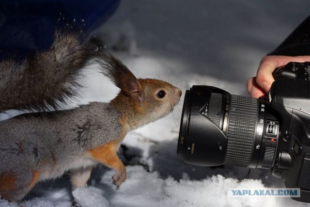 Вы видали, как фотографируют белок?