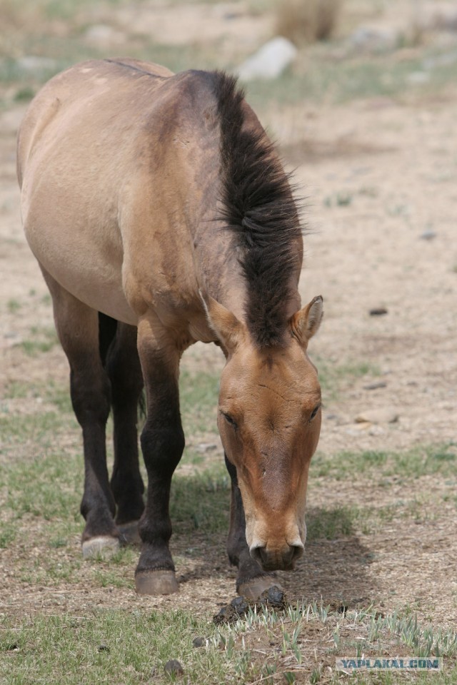 В Монголию на мотоциклах 2006
