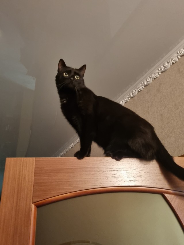 Котовторнику посвящается, подобрашка Маня