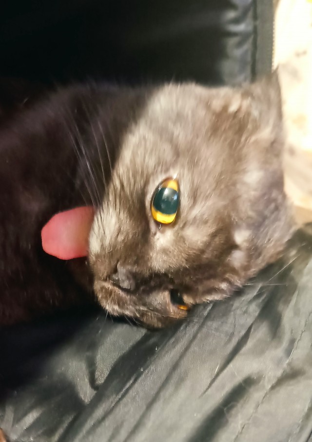 Котовторник