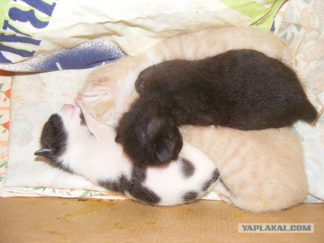 Котовторник 16.04.2013