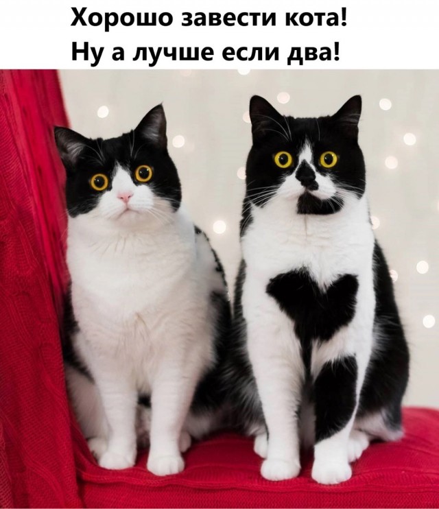 Не только котовторник, а еще и Всемирный день кошек!