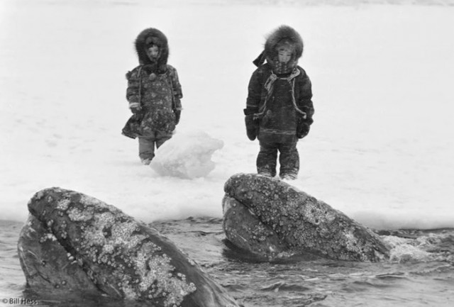 Как советские моряки помогли американским эскимосам спасти зажатых льдами серых китов