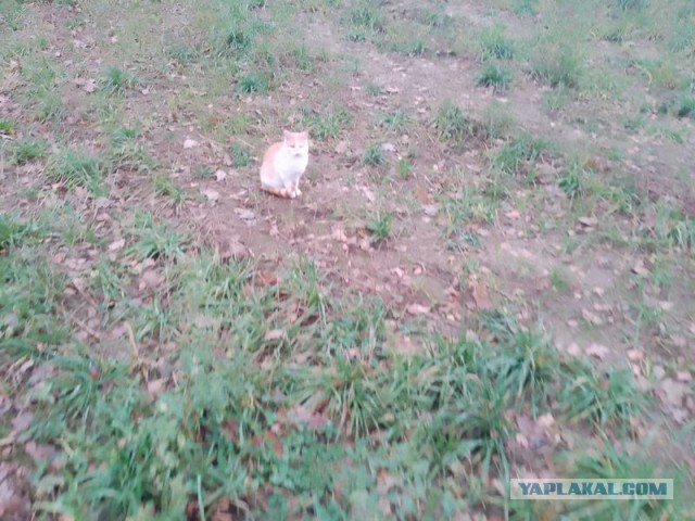 Жизнь домашнего приюта для котеек 470