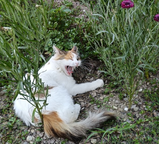 Котовтоник в картинках