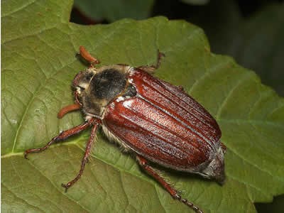 Ловля голавля на майского жука.