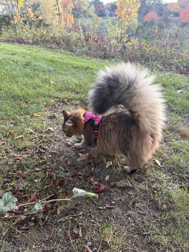 Хвостище для котовторника.