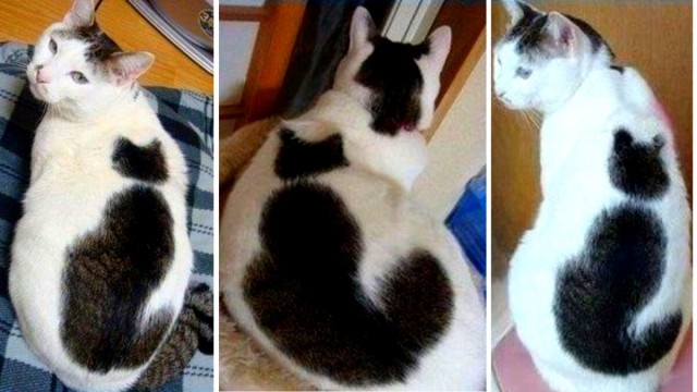"Шутка природы: удивительные кошачьи окрасы". Несколько кошек с окрасом шкурки, в реальность которого сложно поверить