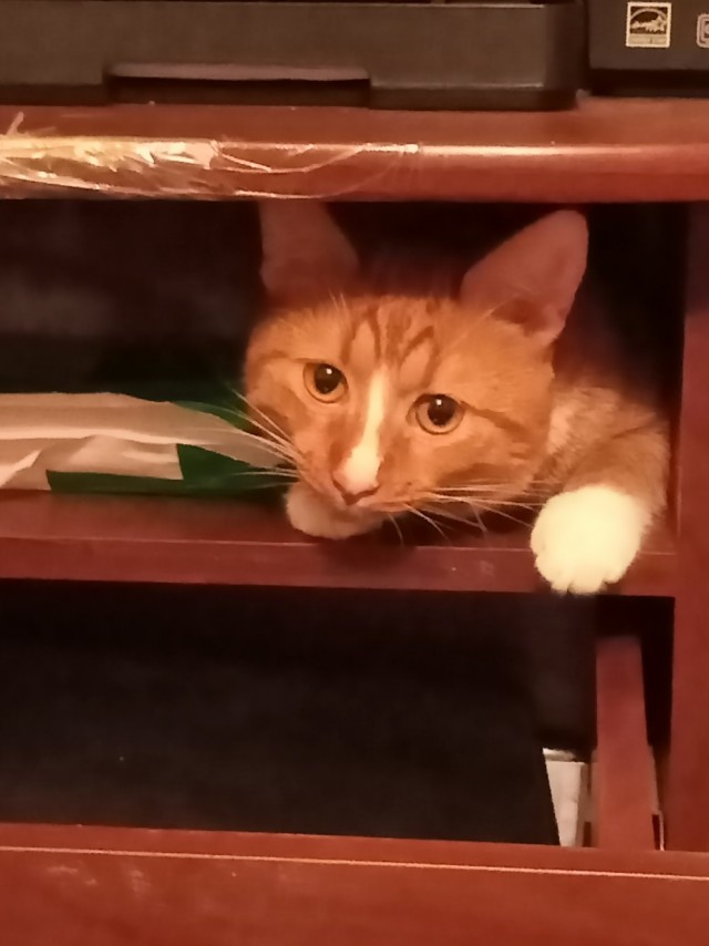 Котэ