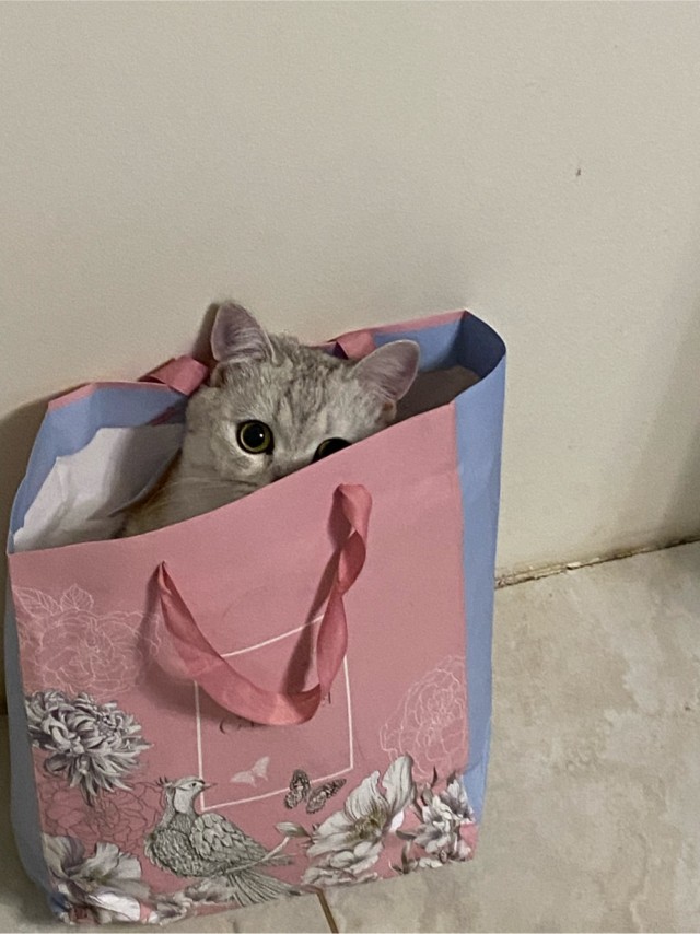 Извините,  что не во вторник, но у меня кот преисполнился!