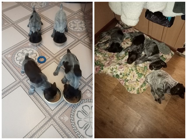 Пассивные игры с собакой