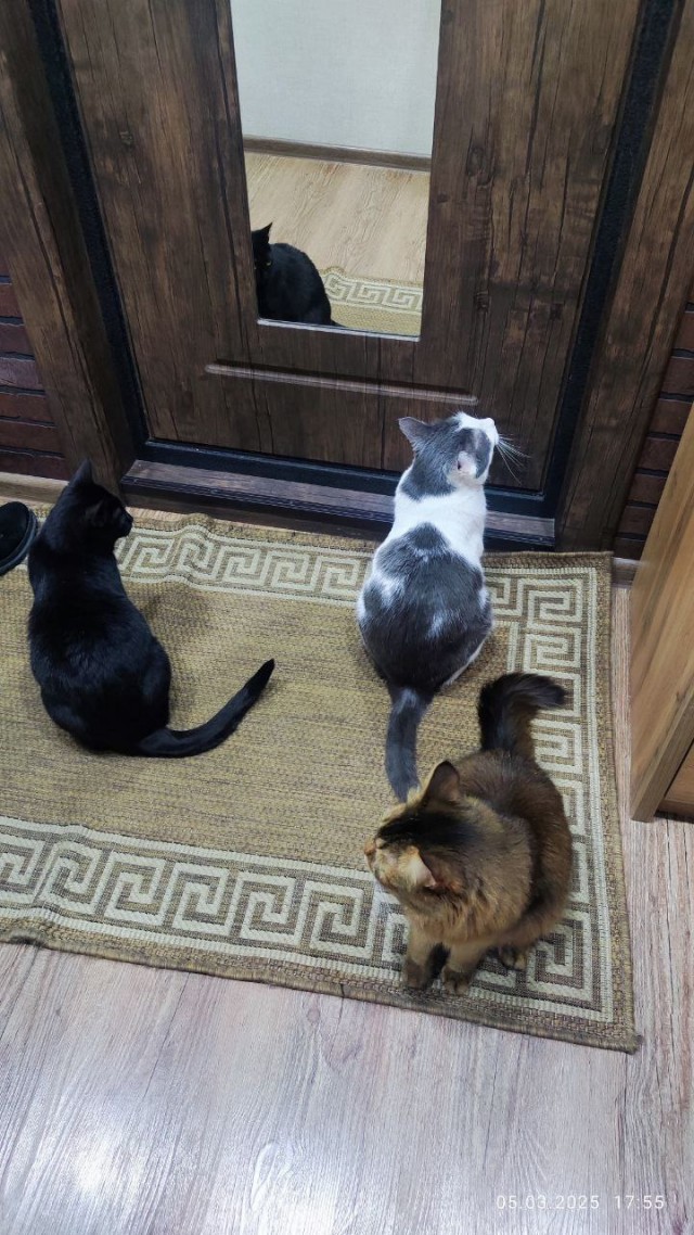 Есений (котовторник)