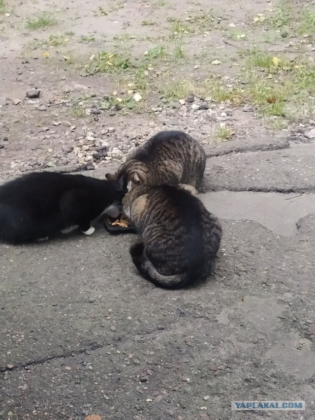 К котовторнику)