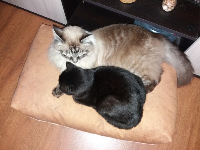 Чëрный, смелый, маленький (котовторник)