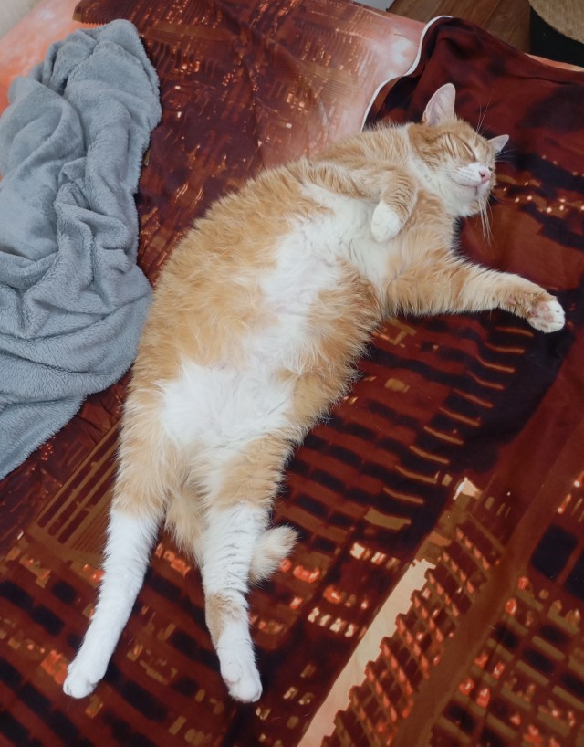 Кото-вторник.