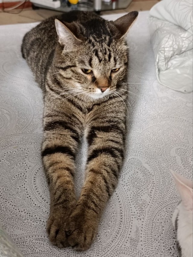 Пора кота