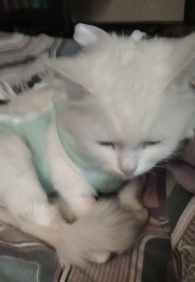 О кошках