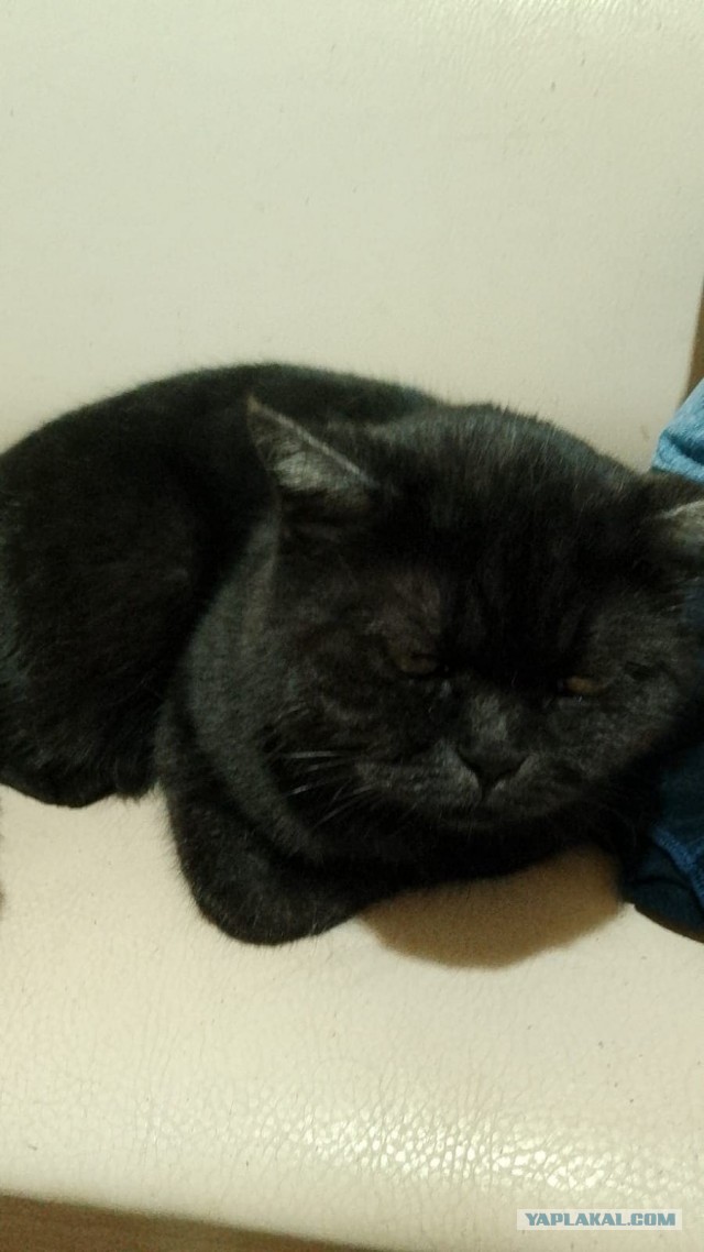 А почему женщин раздражает "являющийся на диване" муж?