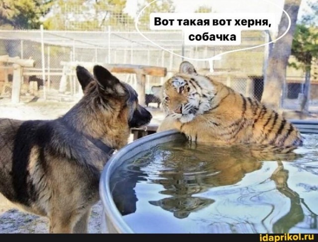 Если надо объяснять, то не надо объяснять⁠