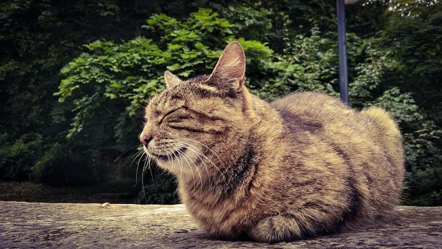 Найди кота