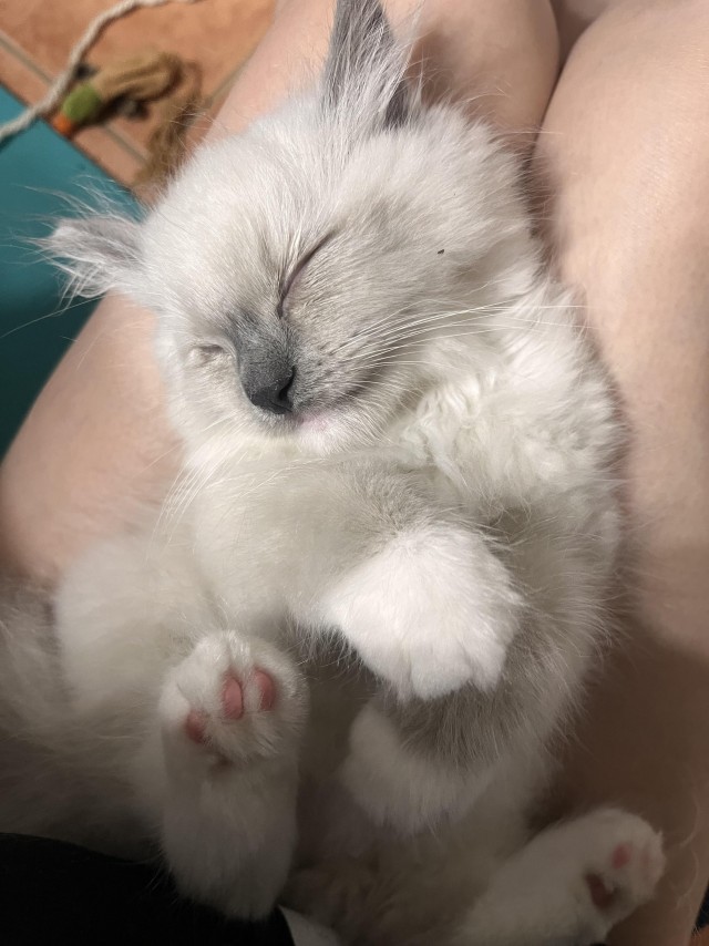 Уставший малыш (котовторник)