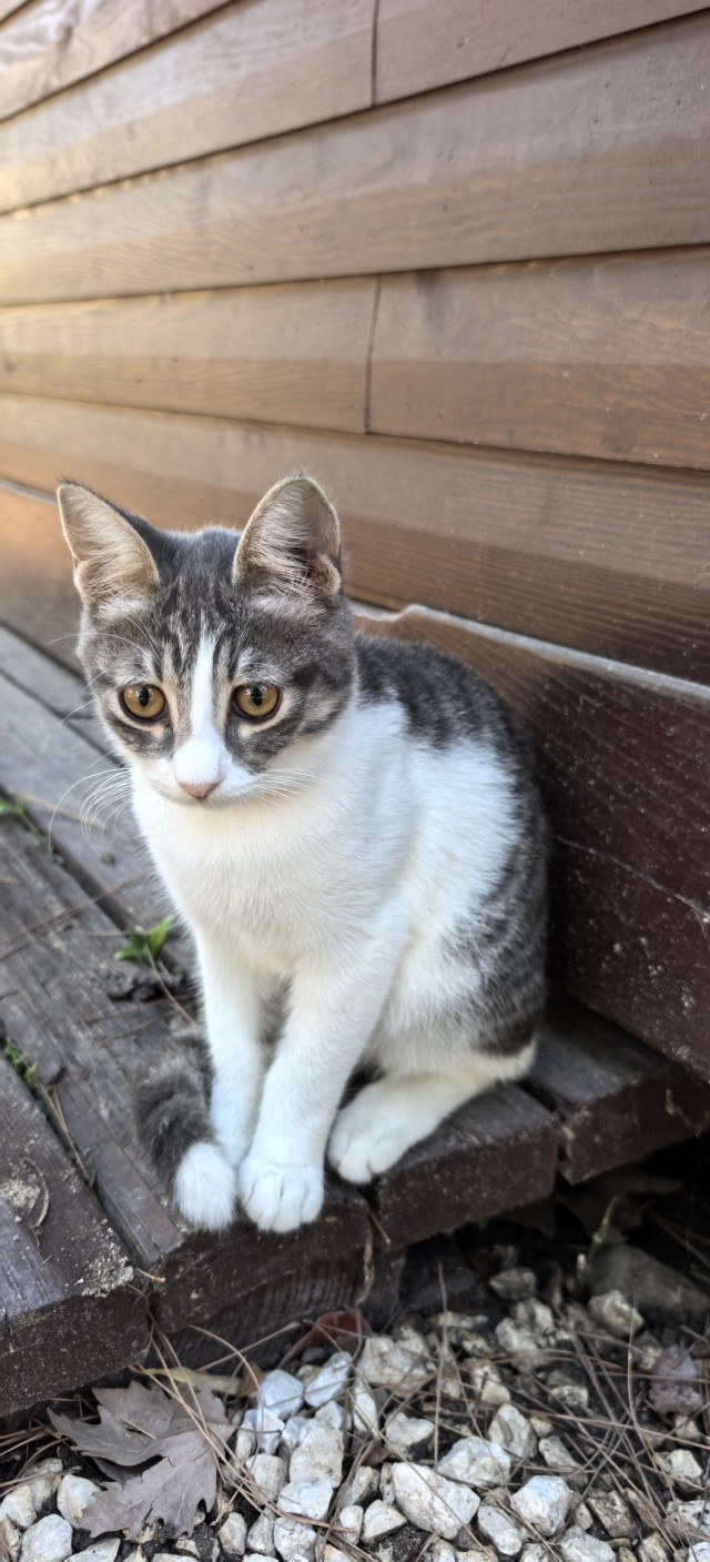 Котовторник 29.09.2026