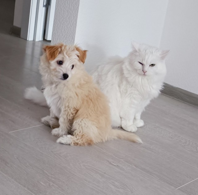 К-котовторник
