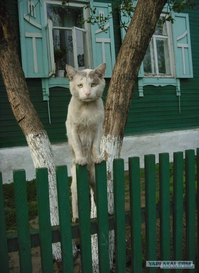 Намордник