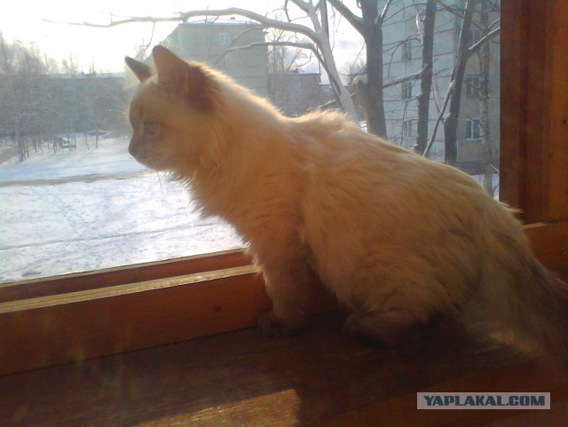 Котовторник 12.11.2013