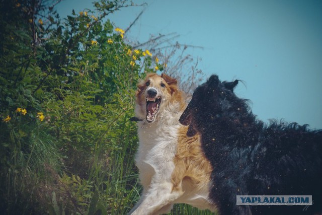 Собачки: русская борзая