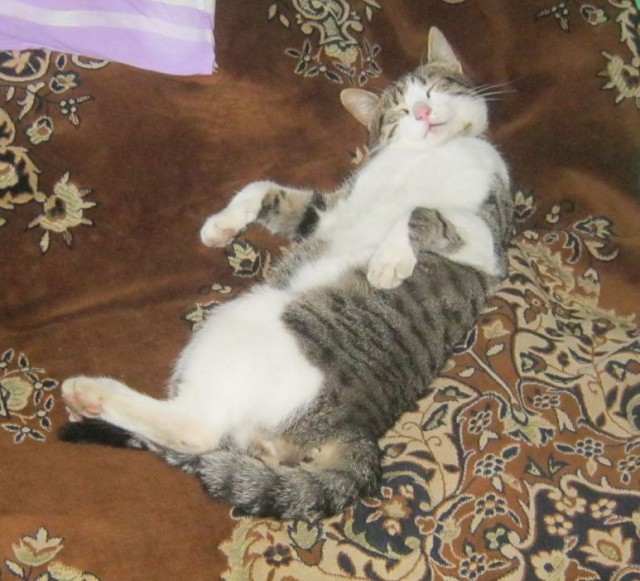 Котовторник 17.06.2014