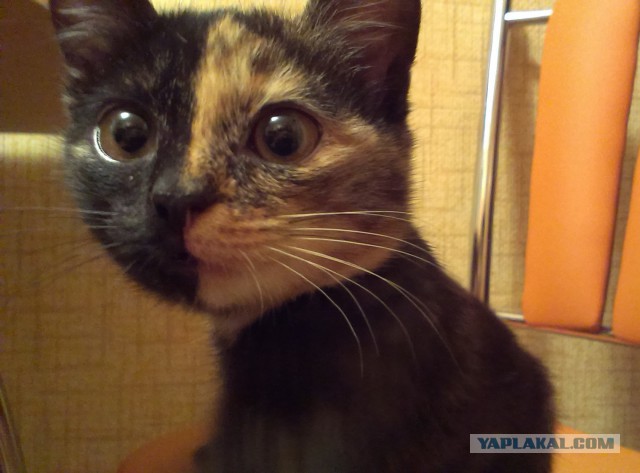 Кошка с двумя лицами