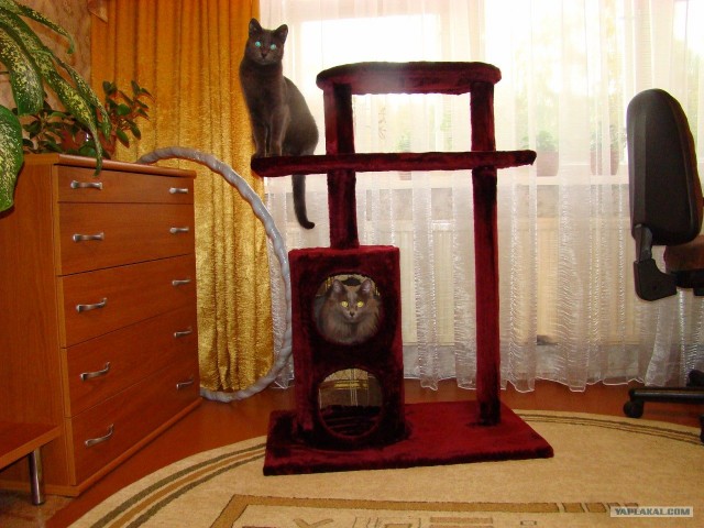 Дом для кота на скорую руку