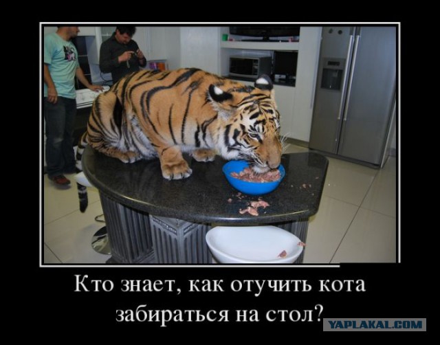Будни кота