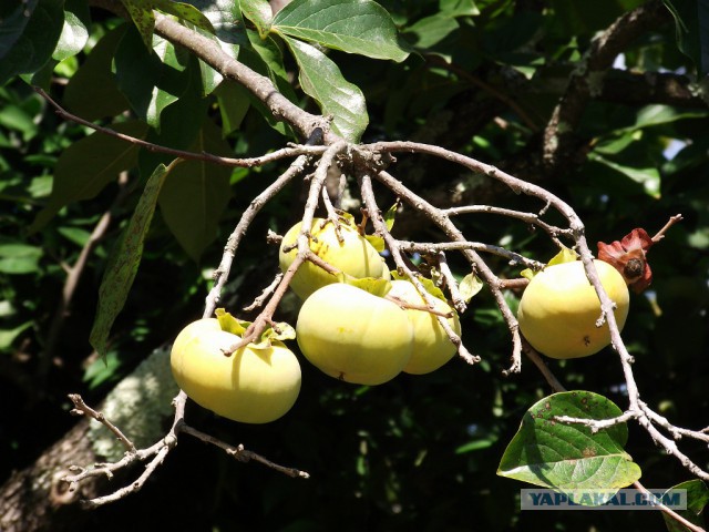 Как растет еда в естественной среде