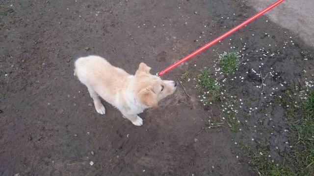 Белый Бим, рыжие ухи