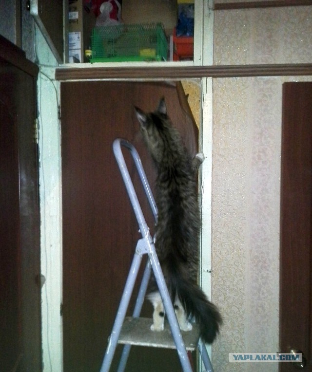 Котовторник 15.03