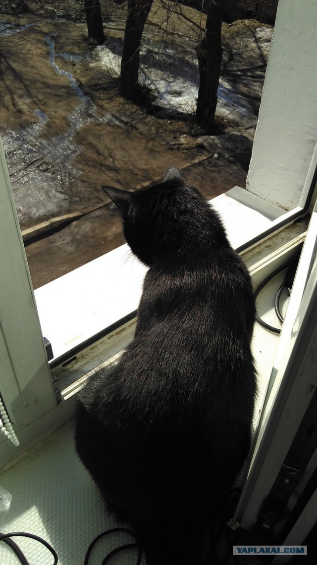 Котовторник 12.04