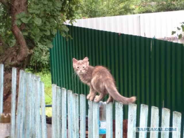 Котовторник 19.07.2016