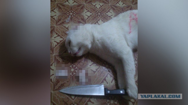 Пользователь Cети организовал онлайн-трансляцию казни своего кота