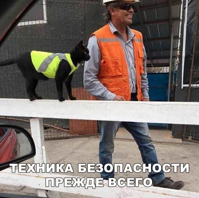 Подборка забавных животных