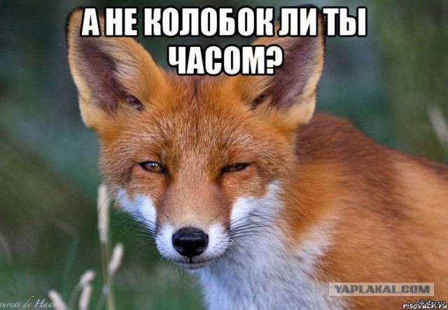 Что внутри у Колобка?