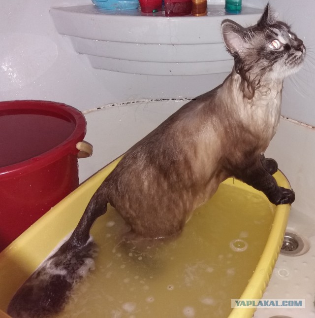 Котовторник!