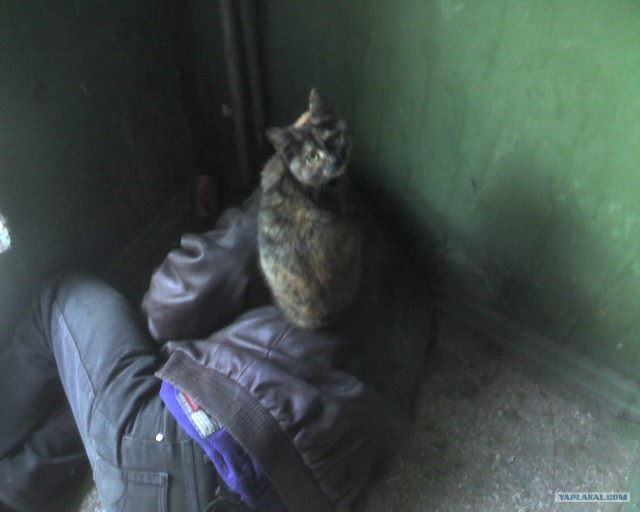 Сторожевой кот (фото)